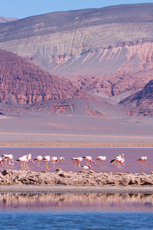 Salar Carachi Pampa - PROYECTO DE EXPLORACIÓN DE LITIO